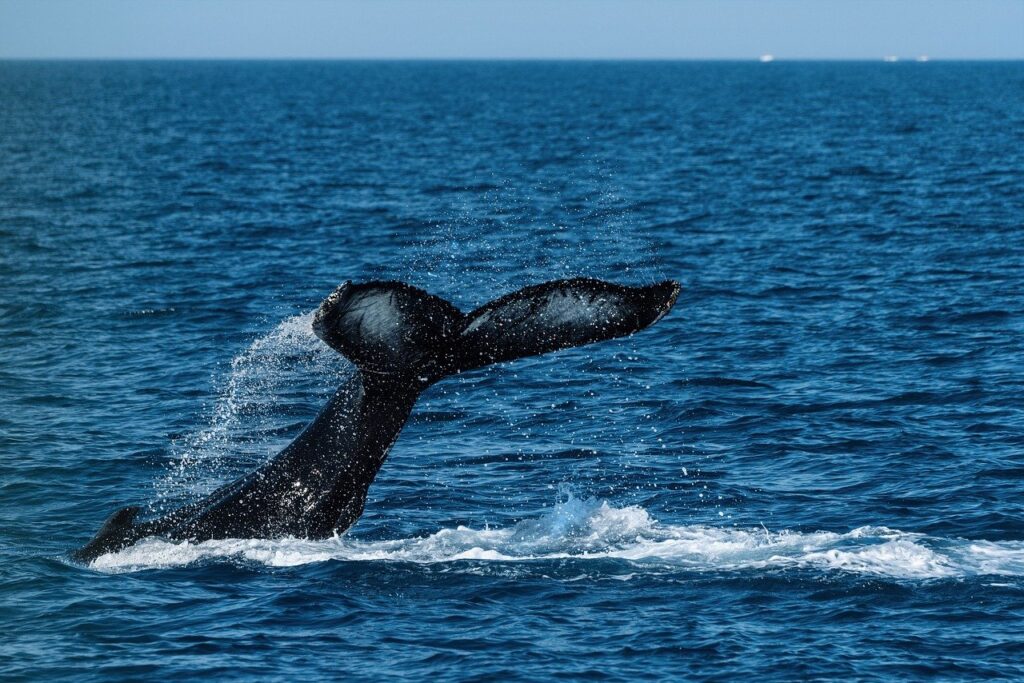 Whale Watching in Sri Lanka
