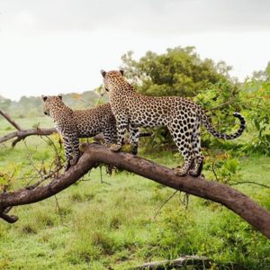 ceylonyeohaengtours-1